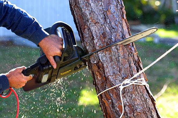 Trusted Mayer, MN Tree Care Experts